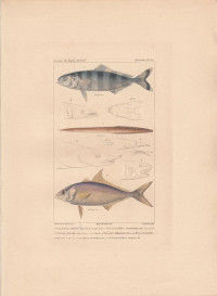 Naucratus+indicus.+Mastacemblus+maculatus.+Seriola+Rivolii...