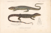 Nilwaran+-+Varanus+niloticus+u.+Krokodilteju+-+Dracaena+guianensis.