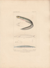 Ophidium+barbatum.+Ammodytes+tobianus.+Am%28modytes%29+lancea%2C+penn.