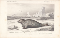 Phoca+vitulina.+Calocephalus+vitulinus.