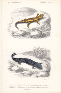 Salamandra+maculosa.+Menopoma+Alleghnensis.