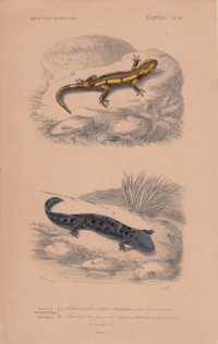 Salamandra+maculosa.+Menopoma+Alleghnensis.