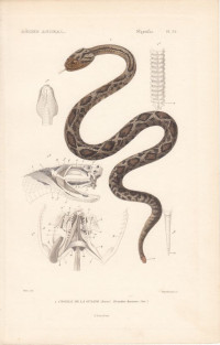 Schauer-Klapperschlange+oder+Cascabel+-+Crotalus+durissus