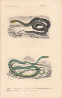Tropidonotus+torquatus.+Dryinus+nasutus.