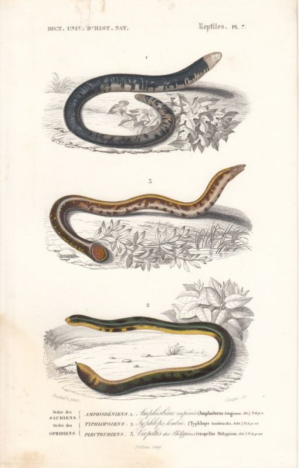 Amphisboena+fulioginosa.+Typhlops+lumbricalis.+Vropeltis+Philippinus.