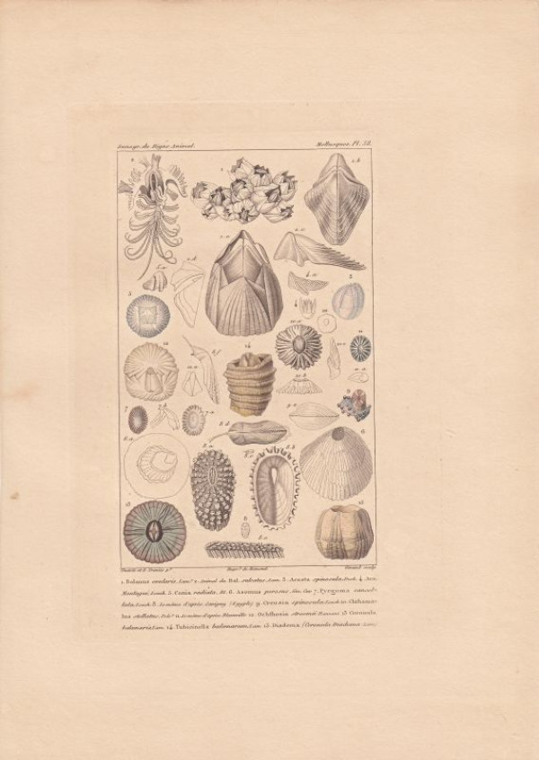 Balanus+ovularis...+Acasta+spinosula...+Conia+radiata.+Asemus+porosus.+Pyrgoma+cancelata.+Creusia+spinosula.+Chthamalus+stellatus.+Ohchthosia+stroemii.+Coronula+balloenaris.+Tubicinella+baloenarum.+Diadema.%3AKol.+Kupferstich+Mollusques+Pl+38.+von+Giraud+nach+Guerin%2FTravies+aus%3A+Gu%C3%A9rin-M%C3%A9neville%3A+Iconographie+du+r%C3%A8gne+animal+de+G.+Cuvier.