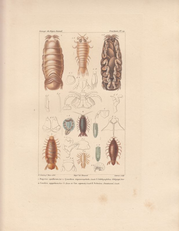 Bopyrus+squillarum.+Cymothoa+trigonocephala.+Ichtyophilus+Orbignji.+Canolira+aegyptiaca...+Nelocira+Swainsoni.