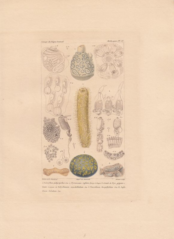 Botryllus+polycyclus.+Pyrosoma+rufum...+Polyclinum+constellatum.+5.+Eucaelium+hospitiolum.+Aplidium+lobatum.