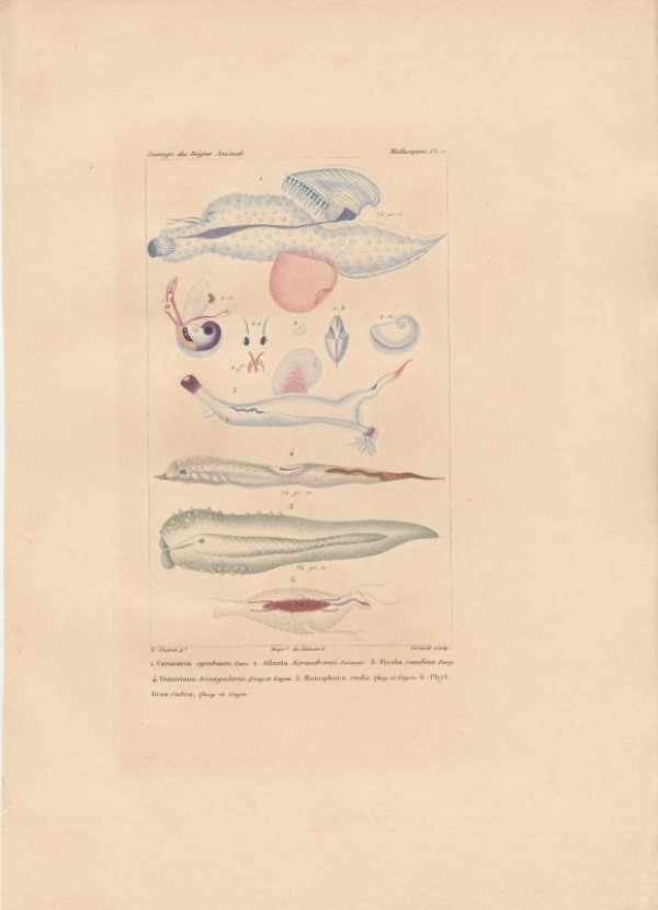 Carinaria+cymbium%2C+Lam.+Atlanta+Keraudrenii%2C+Lesueur.+Firola+caudina+Rang.