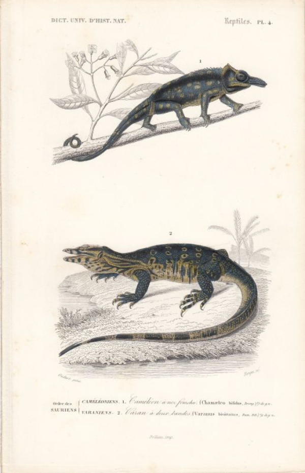 Chamaeleo+bifidus.+Varanus+bivittatus.