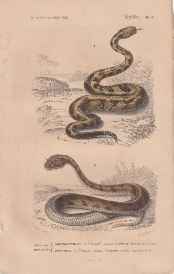 Crotalus+durissus.+Cerastes+cornutus.