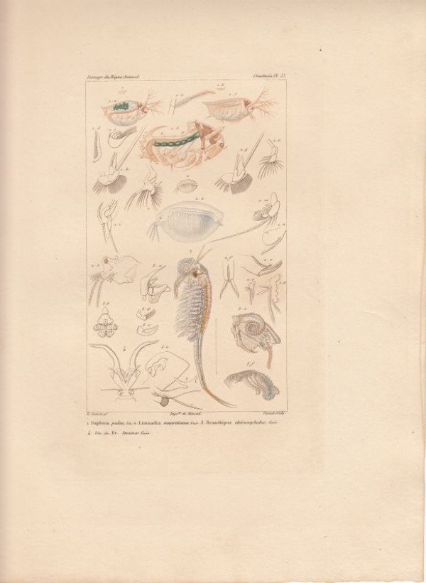 Daphnia+pulex%2C+Lin.+Limnadia+mauritiana%2C+Guer.+Branchipus+chirocephalus%2C+Guer.