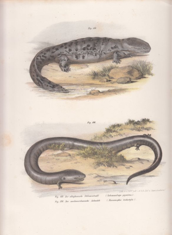 Der+alleghanische+Schlammteufel.+Salamandrops+giganteus%3B+Der+nordamerikanische+Aalmolch.+Muraenophis+tridactyla.