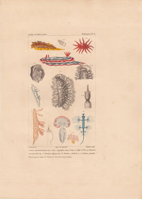 Doris+atromarginata...+Polycera+cornuta.+Tritionia+elegans.+Thethys+fimbria.+Scyllaea+chomfodensis.+Glaucus+Forsteri.