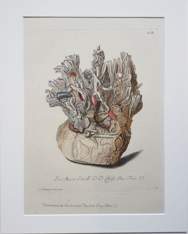 Ein+Nest+Wurmr%C3%B6hrchen+an+einem+Klumpen.+Halcyonium+durum%2C+Corallium+tubulosum+Marfigli.