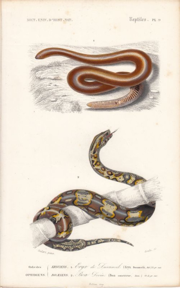 Eryx+Duvaucelii.+Boa+constrictor.