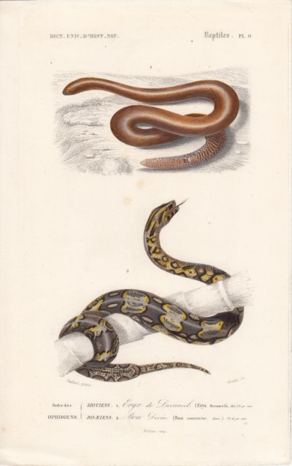Eryx+Duvaucelii.+Boa+constrictor.
