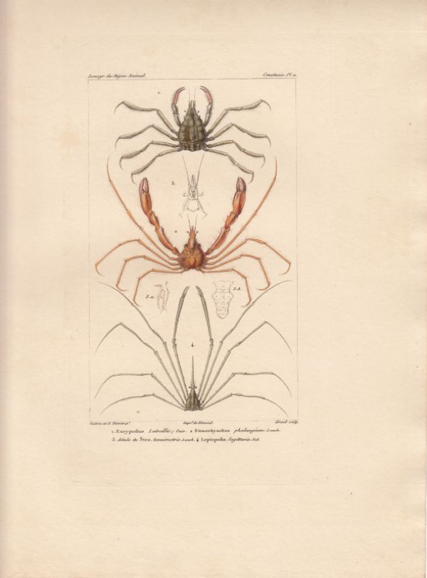 Eurypodius+Latreillii.+Stenorhynchus+phalangium...+Leptopodia+Sagittaria.