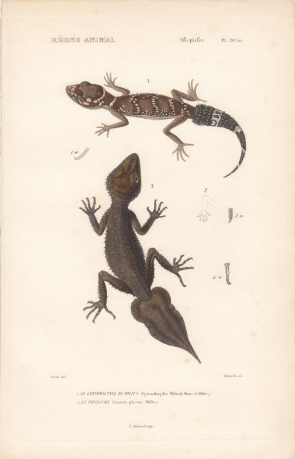 Gecko+-+Gymnodactylus+Milusii+bzw.+Underwoodsaurus+milii+u.+Lacerta+platura+bzw.+Phyllurus+placturus.