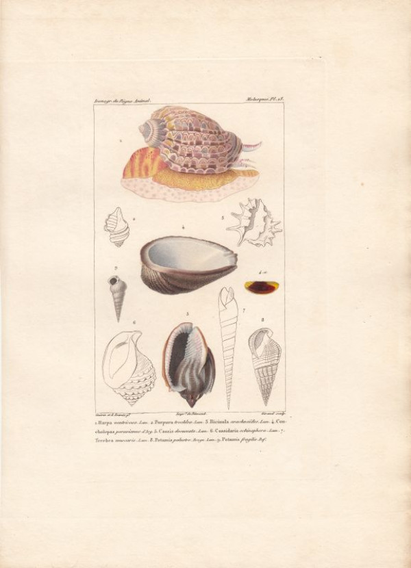 Harpa+ventricosa.+Lam.+Purpura+trochlea.+Lam.+Concholepas+peruvianus.+d%27Arg.