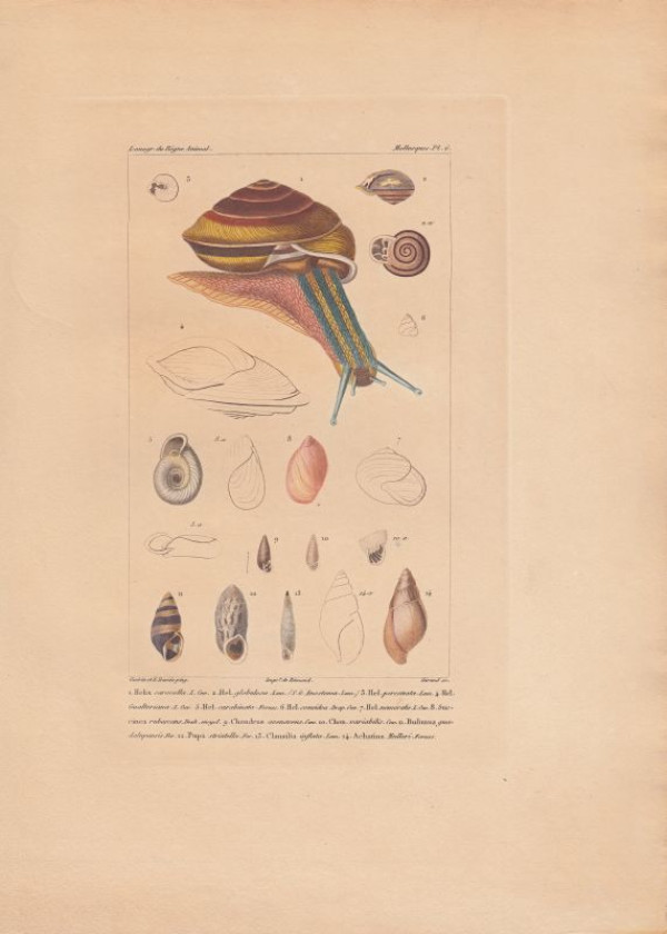 Helix+carocolla.+..Succinea+rubescens.+Chondrus+avenaceus...+Bulimus+guadalupensis.+Pupa+striatella.+Clausilia+inflata.+Achatina+Mulleri.%3AKol.+Kupferstich+Mollusques+Pl+6.+von+Giraud+nach+Guerin%2FTravies+aus%3A+Gu%C3%A9rin-M%C3%A9neville%3A+Iconographie+du+r%C3%A8gne+animal+de+G.+Cuvier.