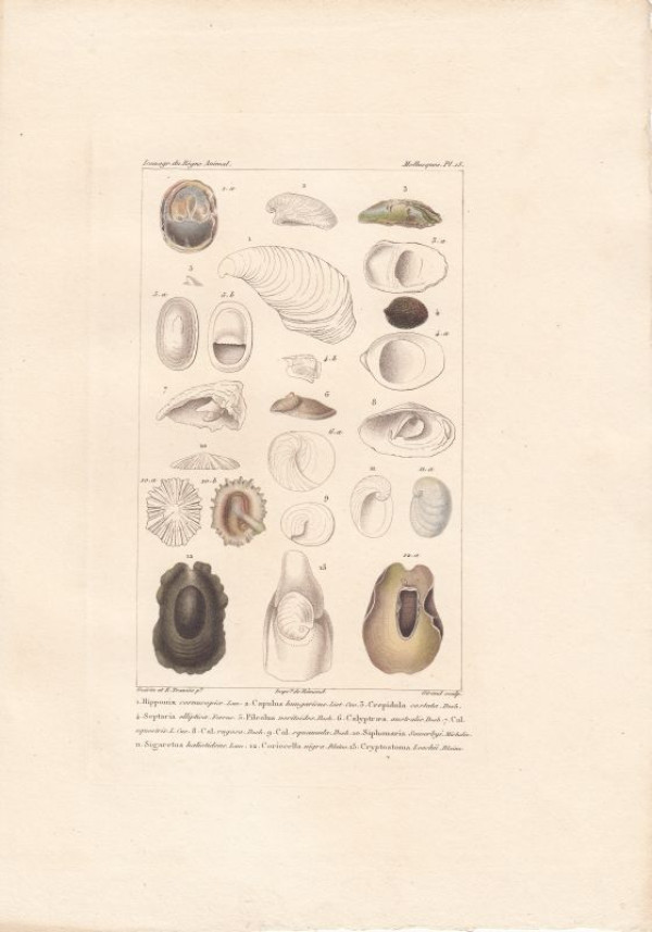 Hipponix+cornucopia.+Capulus+hungaricus.+Crepidula+costata.+Septaria+elliptica.+Pileolus+neritoides.+Caliptreaea...+Siphonaria+Sowebyi.+Sigaretus+haliotideus.+12.+Coriocella+nigra.+Cryptostoma+Leachii.%3AKol.+Kupferstich+Mollusques+Pl+15.+von+Giraud+nach+Guerin%2FTravies+aus%3A+Gu%C3%A9rin-M%C3%A9neville%3A+Iconographie+du+r%C3%A8gne+animal+de+G.+Cuvier.