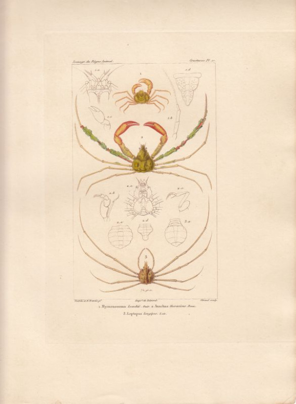 Hymenosoma+Leachii.+Inachus+thoracicus.+Leptopus+longipes.