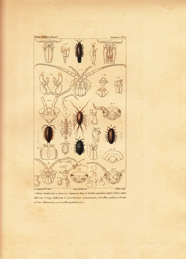 Idotea+basteri.+Arcturus+longicornis.+Asellus+aquaticus+.+Tylos+armadillo.+Ligia+italica.+Oniscus+murarius.+Porcellio+scaber...+Armadillo+pustulata.