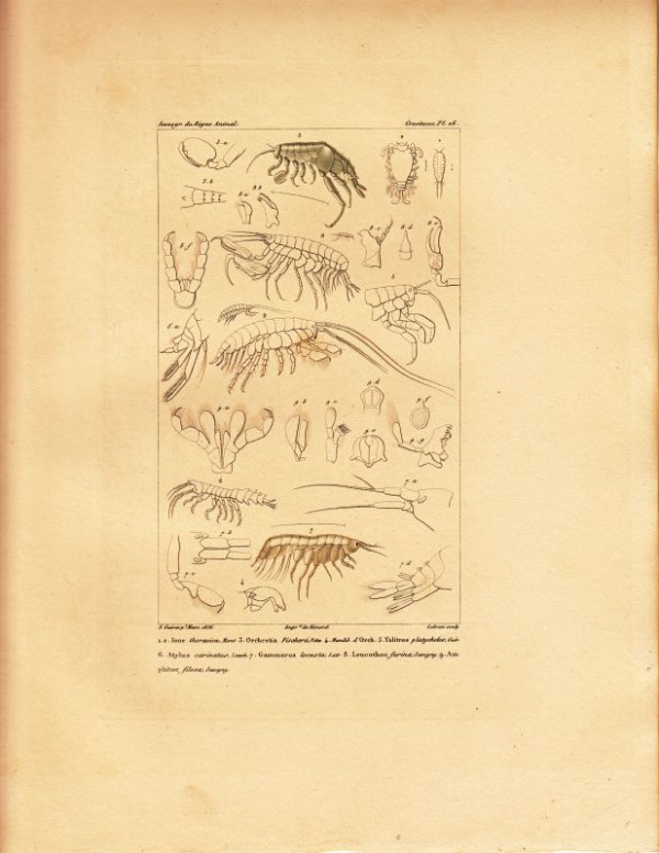 Ione+thoracica%2C+Mont.+Orchestria+Fischerii%2C+Edw.+Talitrus+platycheles%2C+Guer.