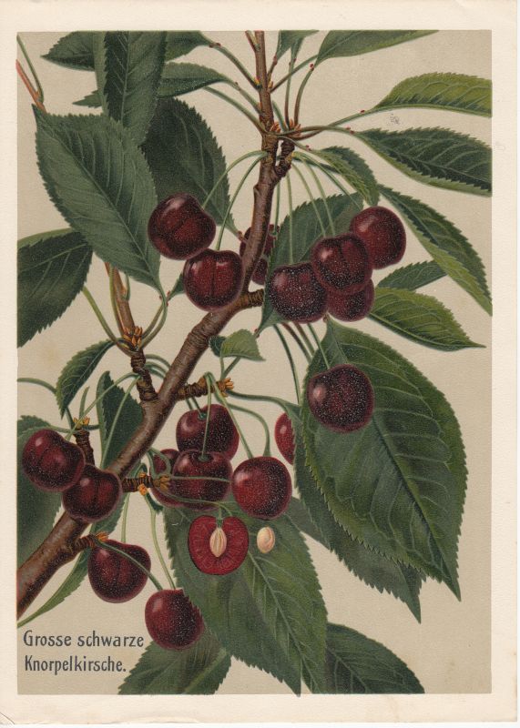 55733C