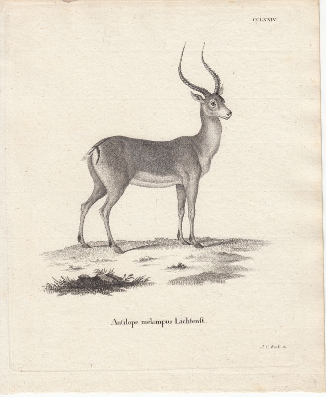 59366c