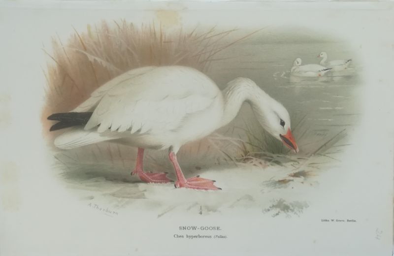 92692EB