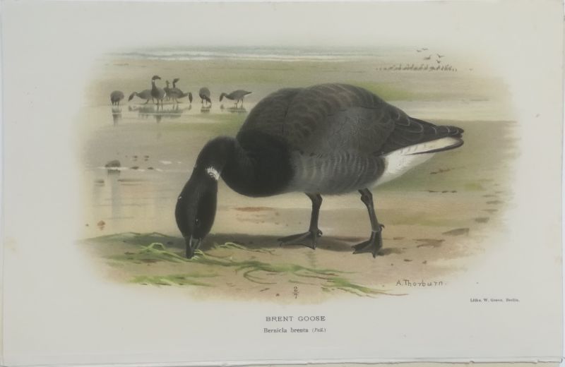 92694EB